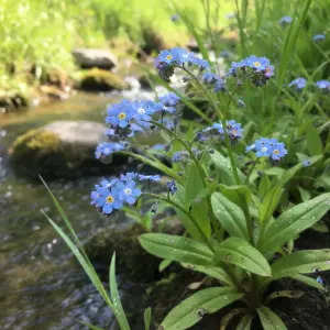 Myosotis scorpioides