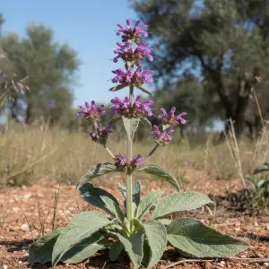 Phlomis purpurea