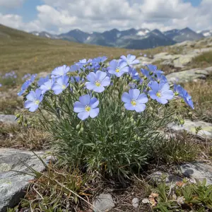 Linum perenne 'Blau Saphir'