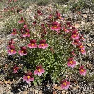 Nemesia fruticans 'Burgundy Bicolour'