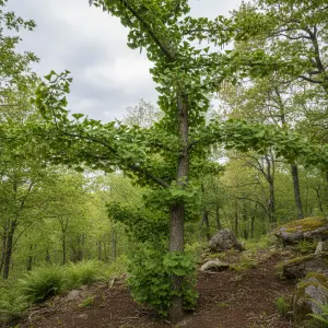 Ginkgo biloba 'Fastigiata'