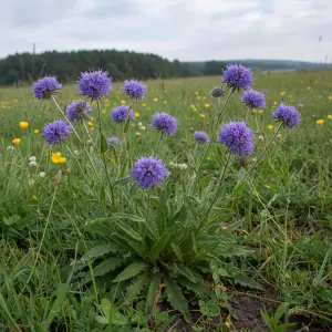 Succisa pratensis