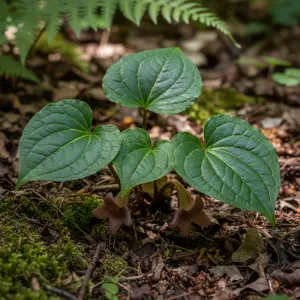 Asarum europaeum