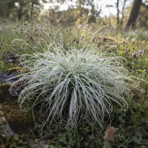 Carex comans 'Frosted Curls'