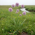 Allium angulosum
