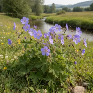 Geranium pratense