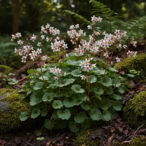 Saxifraga × urbium