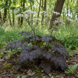 Anthriscus sylvestris 'Ravenswing'