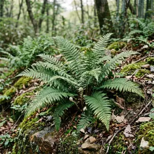 Polystichum tsus-simense