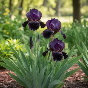 Iris 'Tropic Night'