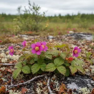 Rubus arcticus