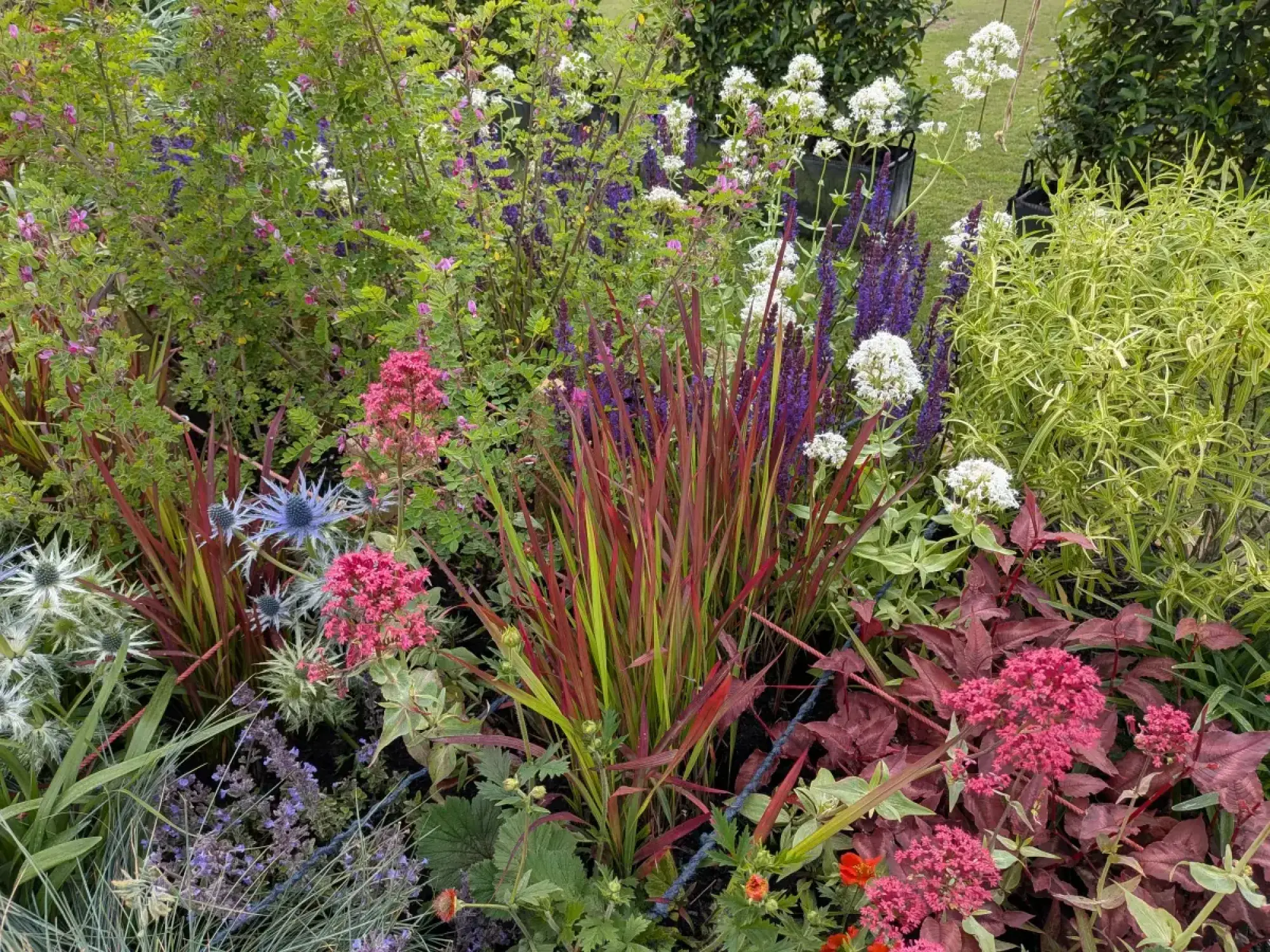 A dense, vibrant display of mixed herbaceous plants features red Miscanthus grass, spiky blue Eryngium, pink Sedum, purple Salvia, and white Valerian.