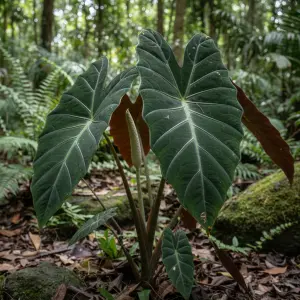 Alocasia x chantrieri 'Wentii'