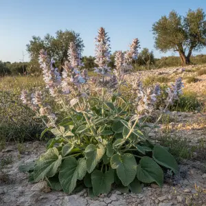 *Salvia sclarea*