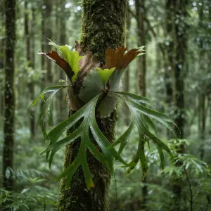 Platycerium spp.