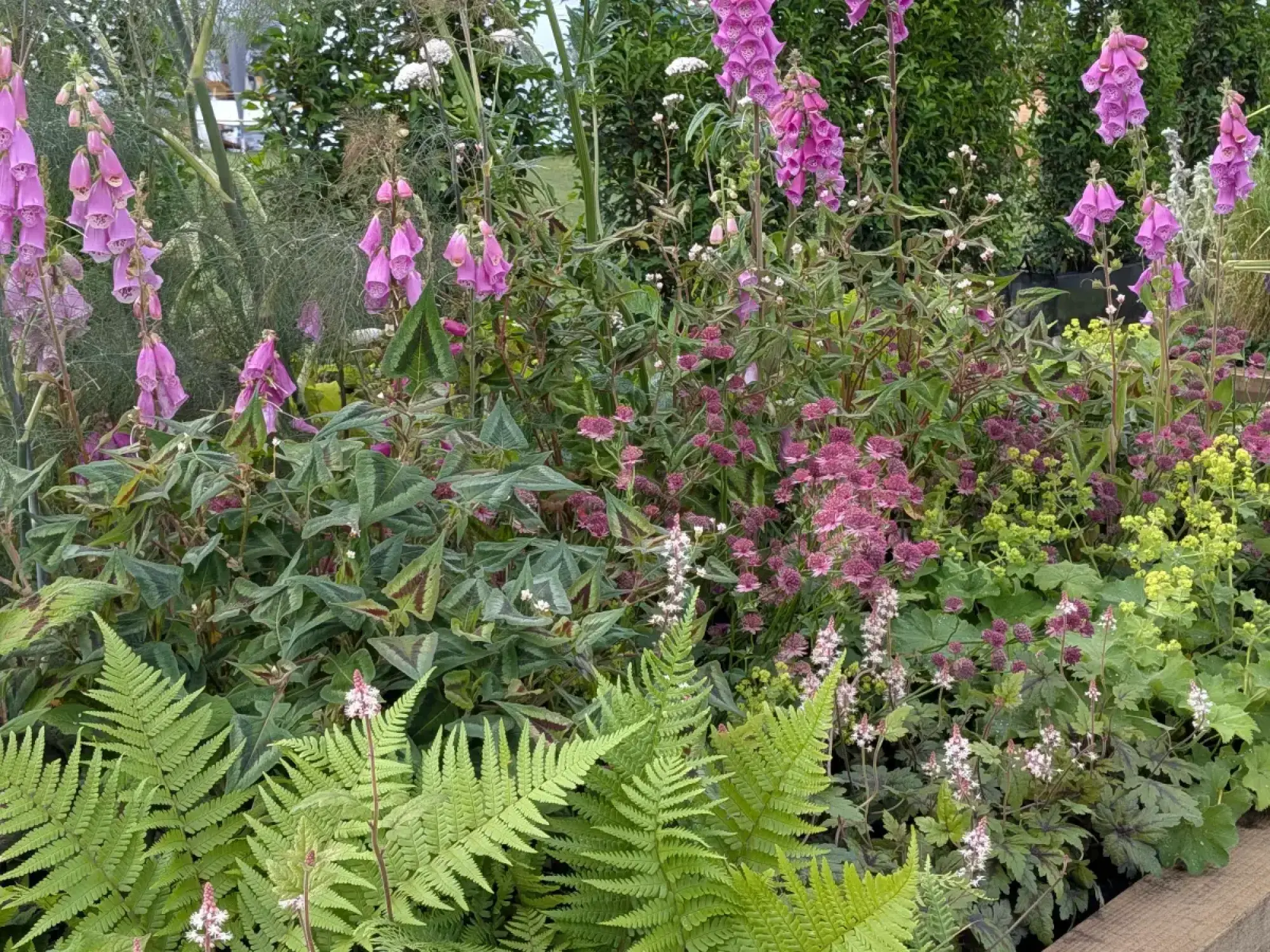 A lush, naturalistic garden border featuring tall pink foxgloves, vibrant green ferns, purple astrantia, white tiarella, and chartreuse lady's mantle in a raised bed.