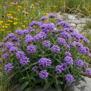 Verbena bonariensis 'Enchantment Purple'