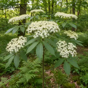 Sambucus nigra