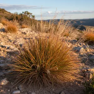 Anemanthele lessoniana 'Sirocco'