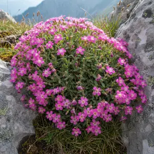 Saponaria ocymoides