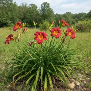 Hemerocallis 'Stafford'