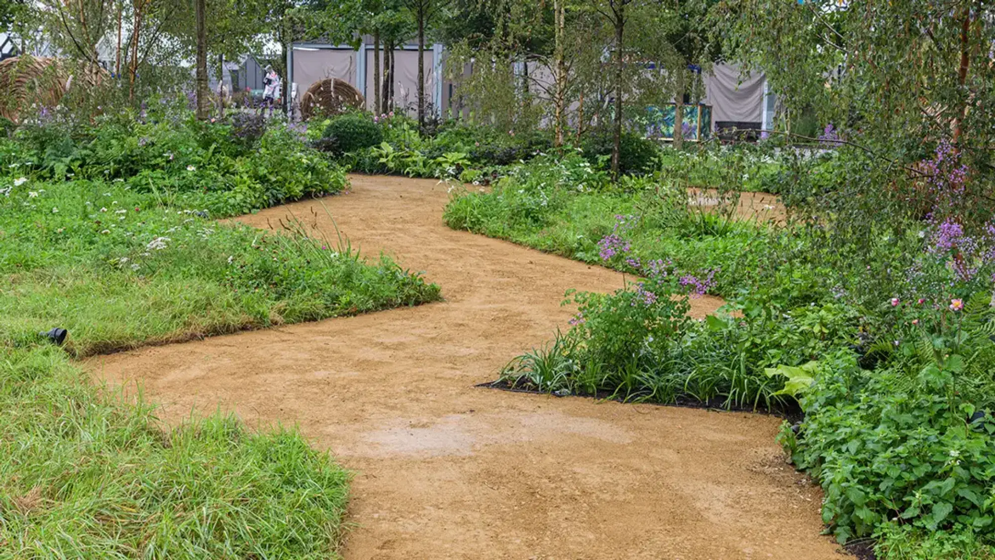 A winding light brown gravel path meanders through a naturalistic garden filled with lush green mixed planting, young birch trees, and scattered purple and white wildflowers.