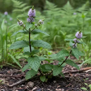 Mentha × piperita