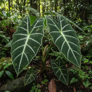 Alocasia micholitziana 'Frydek'