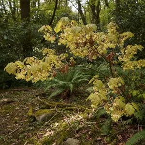 Corylopsis spicata