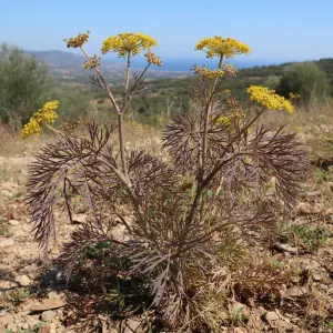 Foeniculum vulgare 'Purpureum'