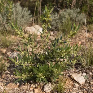 Phillyrea angustifolia