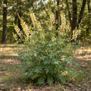 Baptisia australis 'Lemon Meringue'