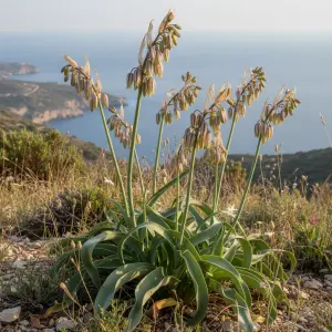 Nectaroscordum siculum