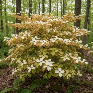 Cornus kousa 'Cappuccino'
