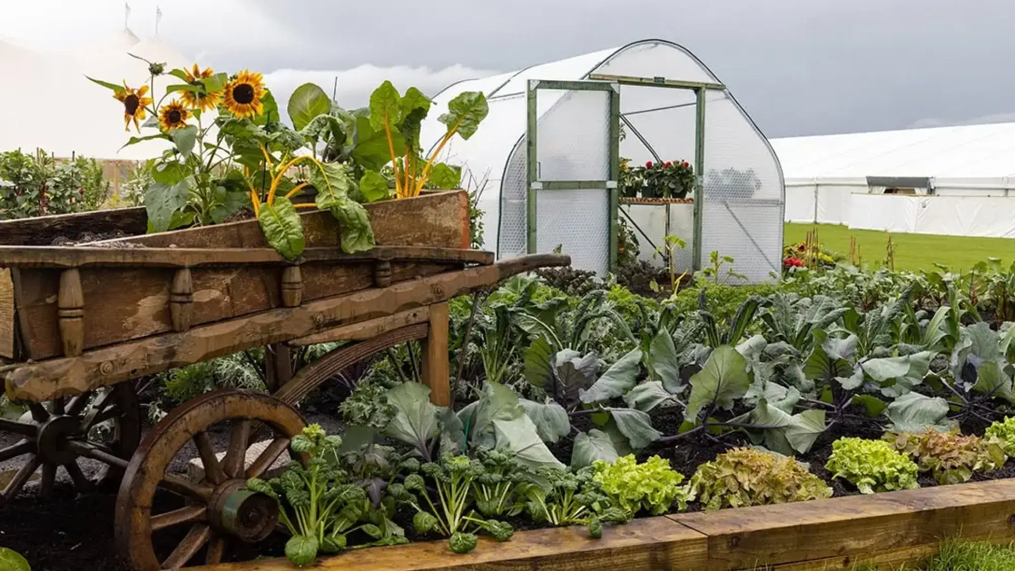A rustic productive garden features a wooden cart planter with sunflowers and chard, a polytunnel greenhouse, and timber raised beds of various vegetables.