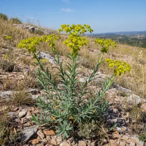 Euphorbia segueriana subsp. niciciana