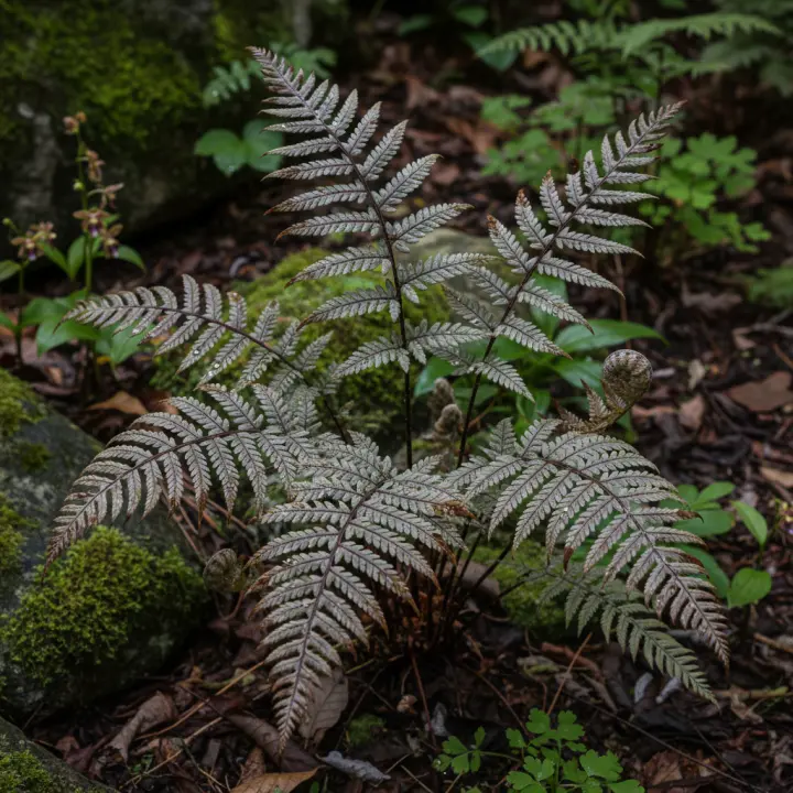 Athyrium niponicum