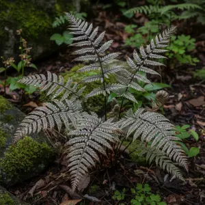 Athyrium niponicum
