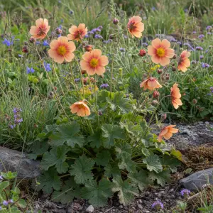 Geum 'Tequila Sunrise'