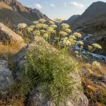 Cenolophium denudatum