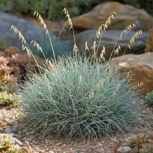 Festuca glauca 'Elijah Blue'