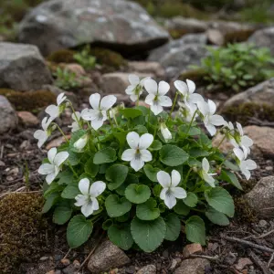 Viola cornuta 'Alba'
