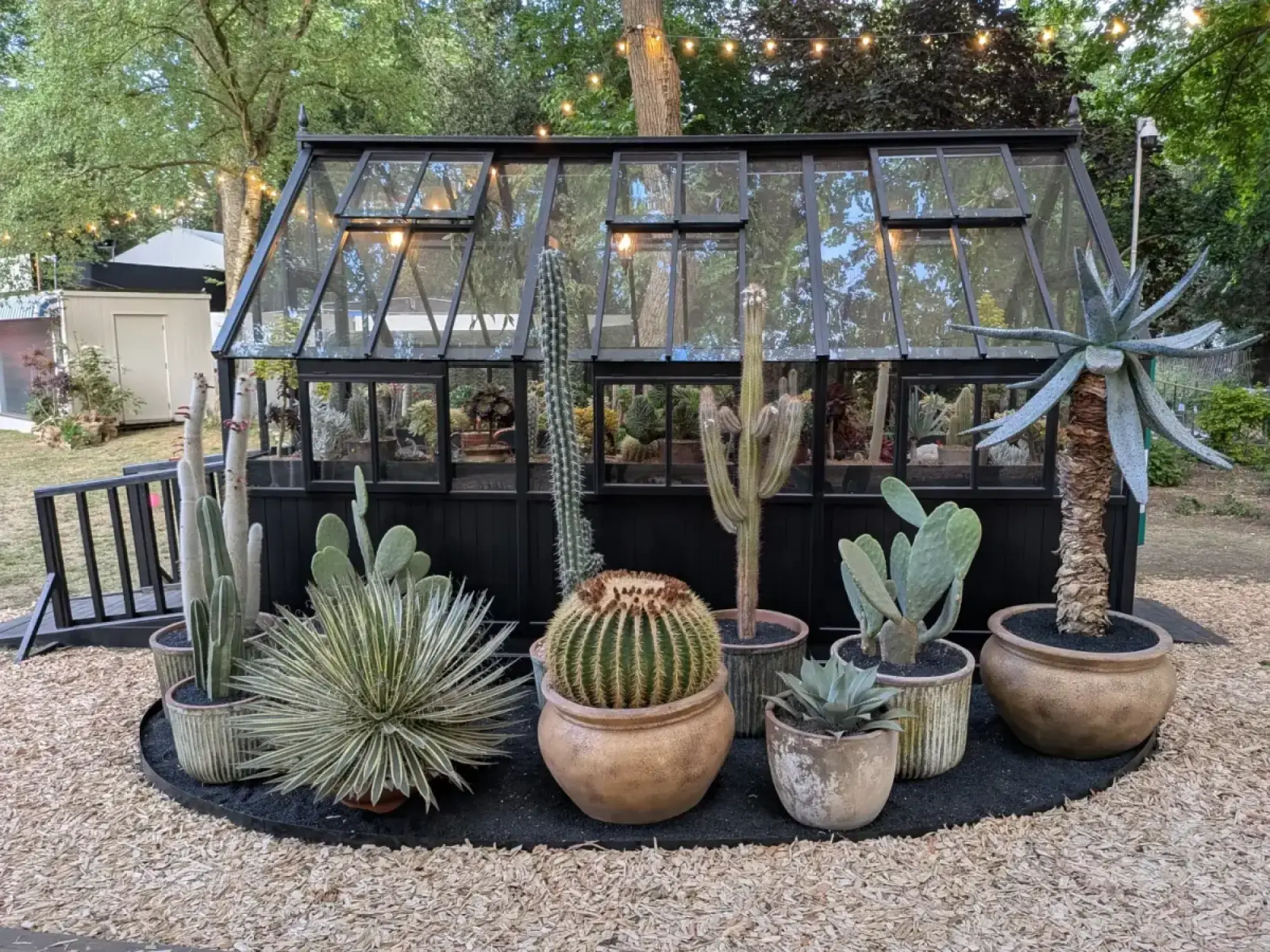 A black Victorian greenhouse filled with diverse cacti and succulents, surrounded by a display of large potted cacti and succulents on black mulch and wood chips.