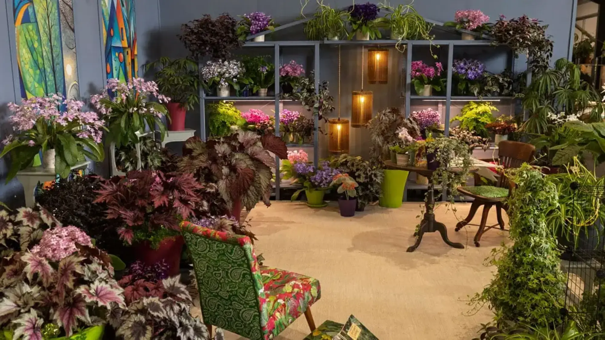 A vibrant indoor garden room features a grey shelving unit packed with colourful Begonias, African Violets, pendant lights, and patterned chairs.