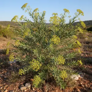 Bupleurum fruticosum