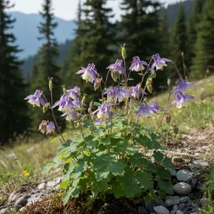 Aquilegia spp.