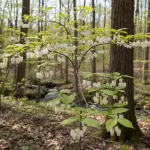 Halesia carolina