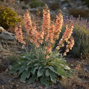 Verbascum phlomoides 'Clementine'