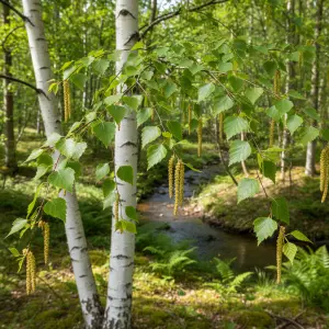 Betula