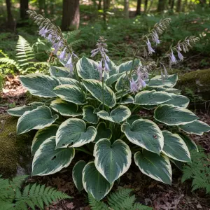 Hosta 'Frances Williams'